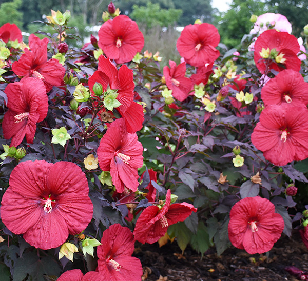 Perennial Hibiscus 