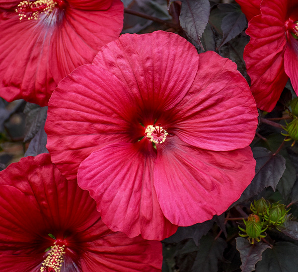Link to Perennial Hibiscus  product page