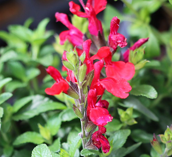 Select Perennials