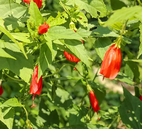 Link to Perennials  product page