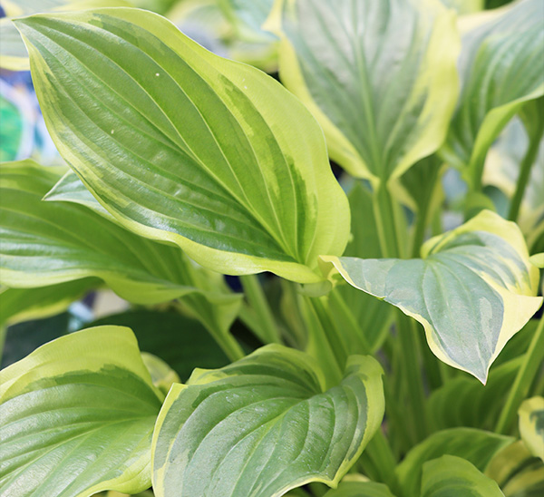 Link to Perennials  product page