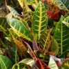 Close up of green leaves of Petra Croton plants