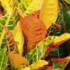 Close up of yellow and orange Petra Corton leaves