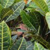 Close up of green leaves of Petra Croton