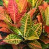 Selection of colorful Petra Croton plants in red, orange, yellow, and green