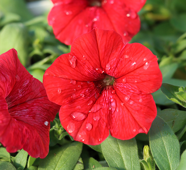 Madness® Petunias 
