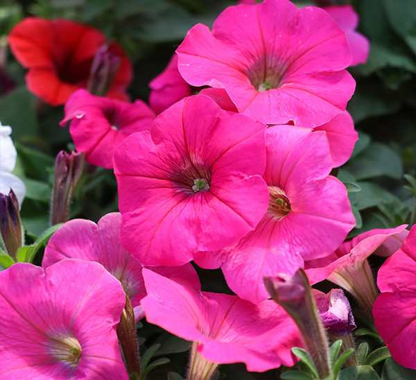 Madness® Petunias 