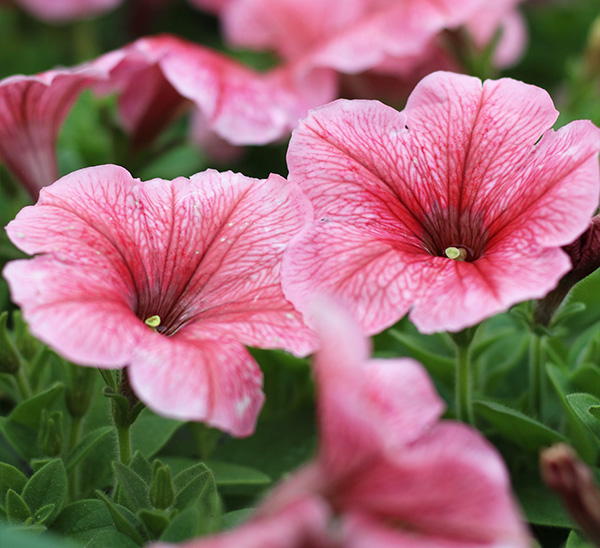 Madness® Petunias 