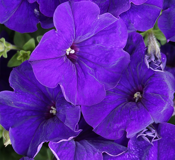 Madness® Petunias 