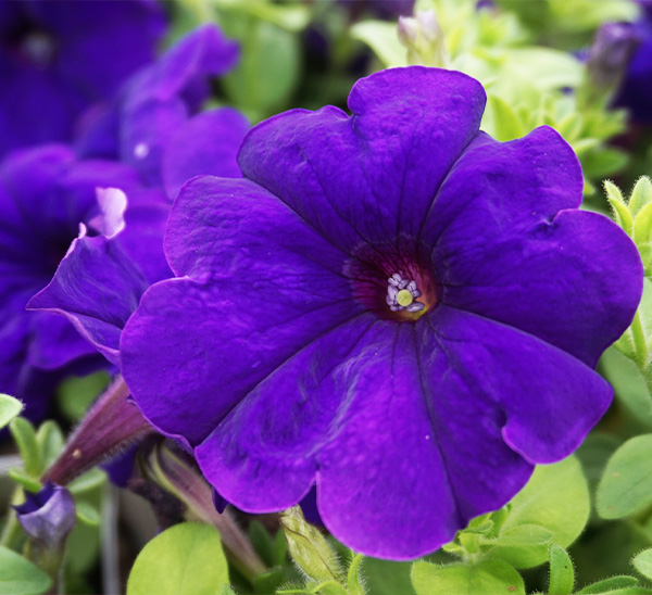 Petunias 