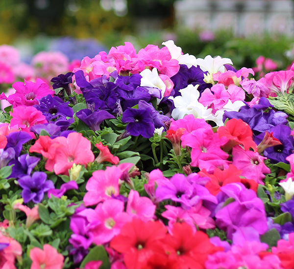 Link to Petunias  product page