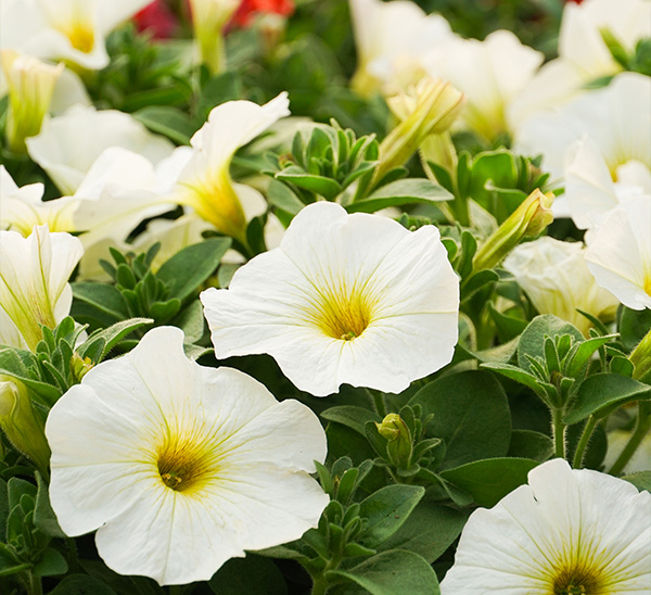 Link to Petunias  product page