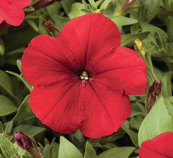 Fall Petunias 