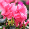 pink cyclamen blooms
