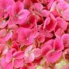 Hi™ Meadow Hydrangea Gallery Image