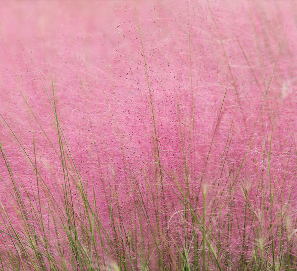 Link to Pink Muhly Grass product page