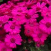 pink solid cineraria
