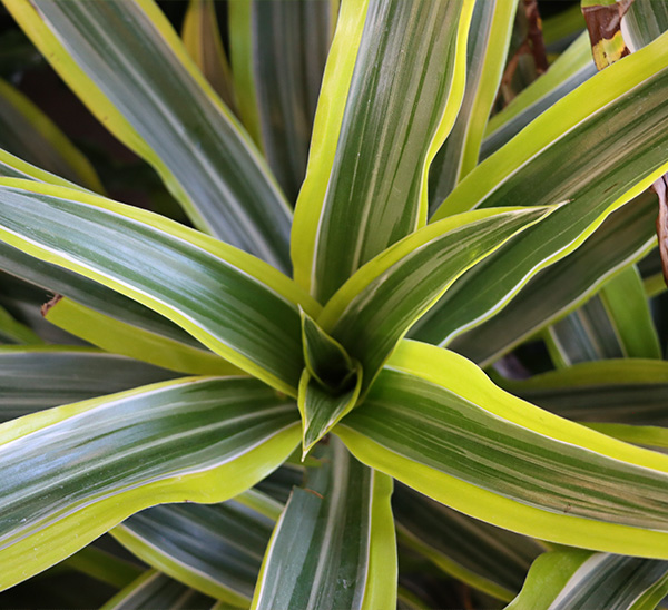 Indoor Plants 