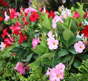 Super Elfin Violet Impatiens