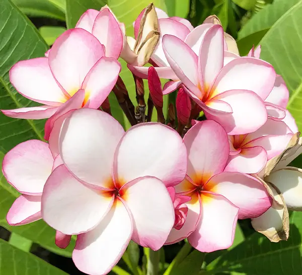 Link to Plumeria  product page