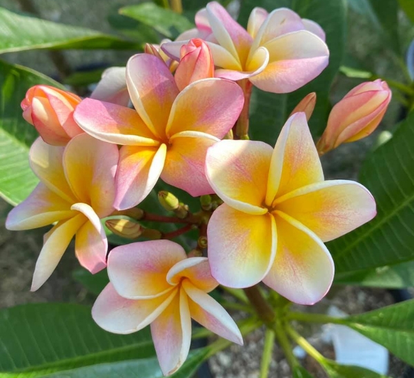 Link to Plumeria product page