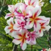 Plumeria