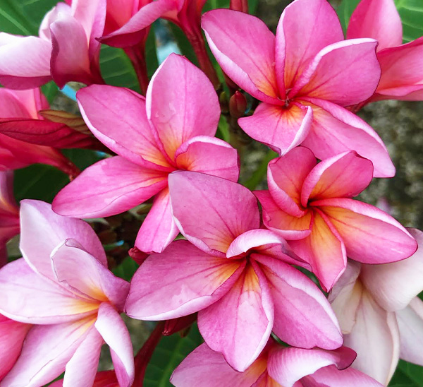 Link to Plumeria  product page