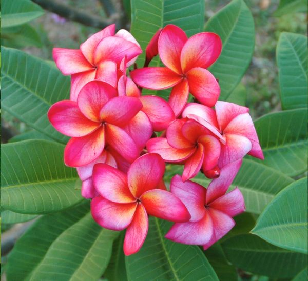 Link to Plumeria product page