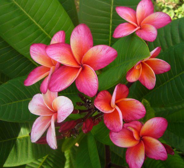 Plumeria 