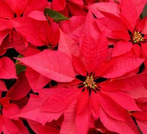 poinsettia-red-2015