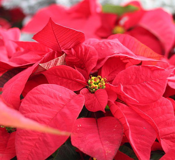 Poinsettias 