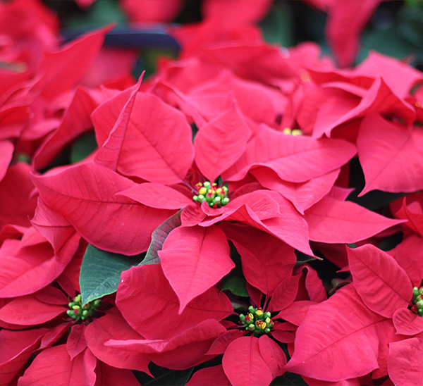 Link to Poinsettias  product page