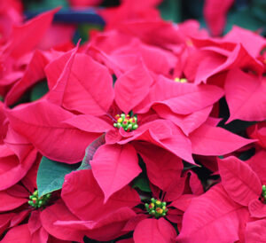 Red Poinsettias