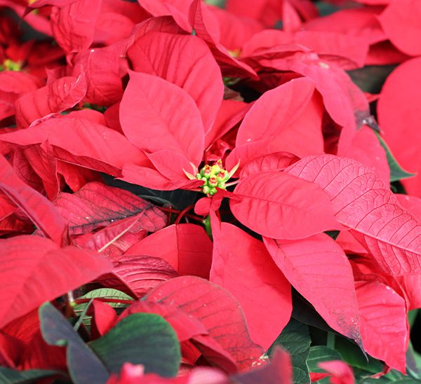 Poinsettias 
