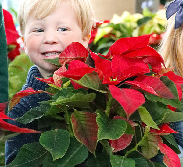 Poinsettias 