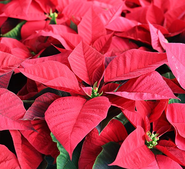 Poinsettias 