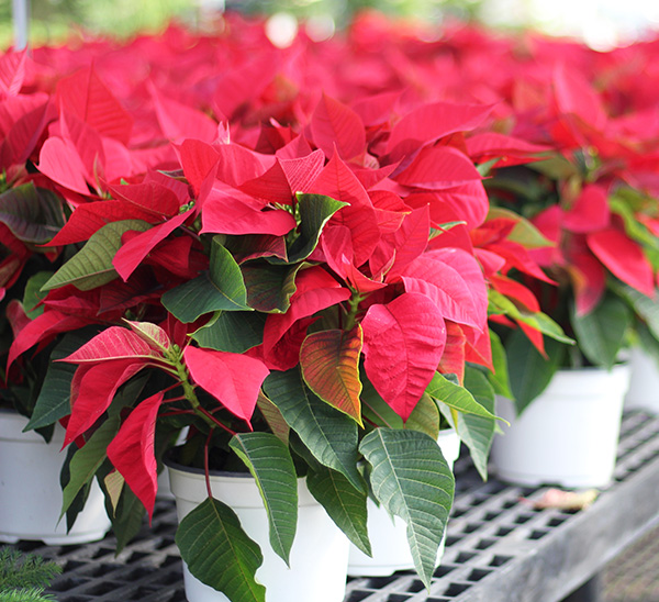 Link to Poinsettias  product page
