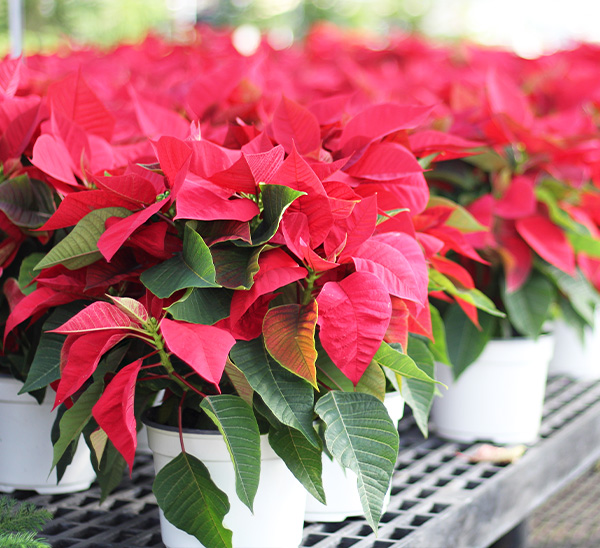Poinsettias 