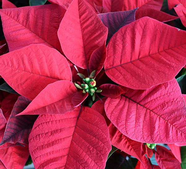 Poinsettias 