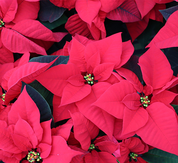 Poinsettias 