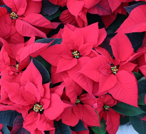 Link to Poinsettias  product page