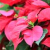 Red Poinsettias in front of a Christmas Tree