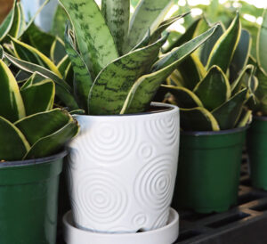 Tabletop Pottery