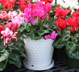 white tabletop pottery with cyclamen around it and planted
