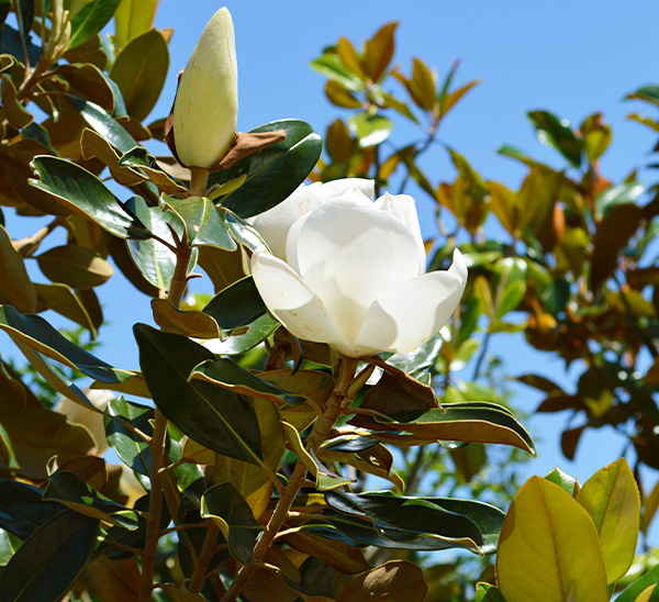 Link to Pick & Plant Holiday Promo  product page