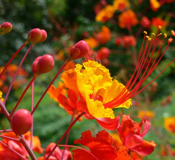 Pride of Barbados