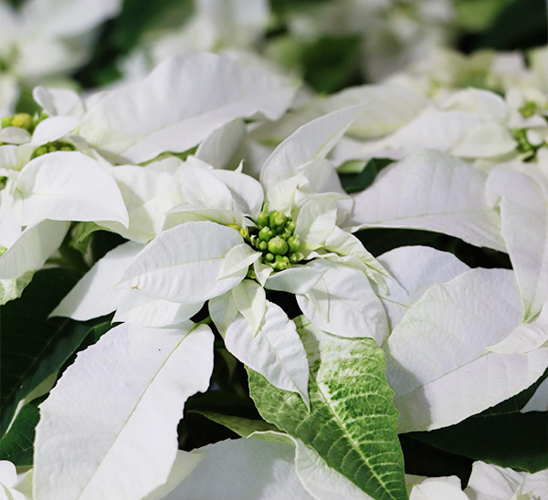 Princettia® Poinsettias 