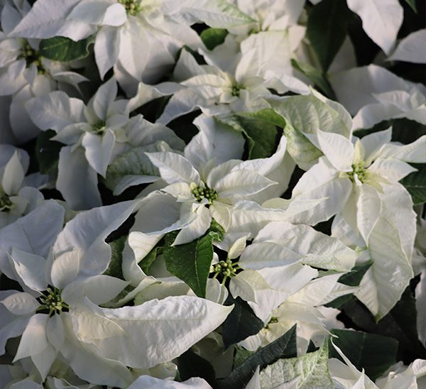 Princettia® Poinsettias 