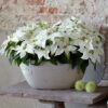 Princettia® Gallery Image