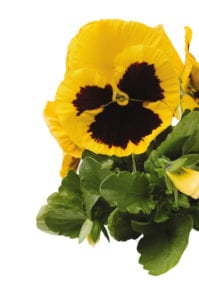 Yellow Blotch Matrix Pansy